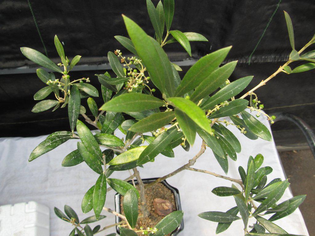 Twisted Trunk Arbequina Olive Bonsai Tree Foliage