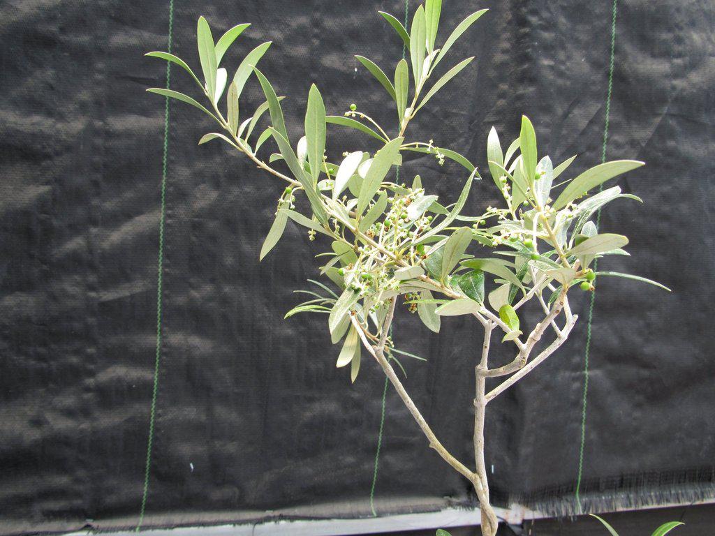 Twisted Trunk Arbequina Olive Bonsai Tree Canopy