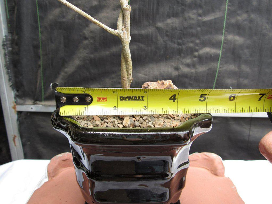 Twisted Trunk Arbequina Olive Bonsai Tree Size