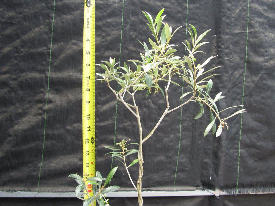 Twisted Trunk Arbequina Olive Bonsai Tree Tall