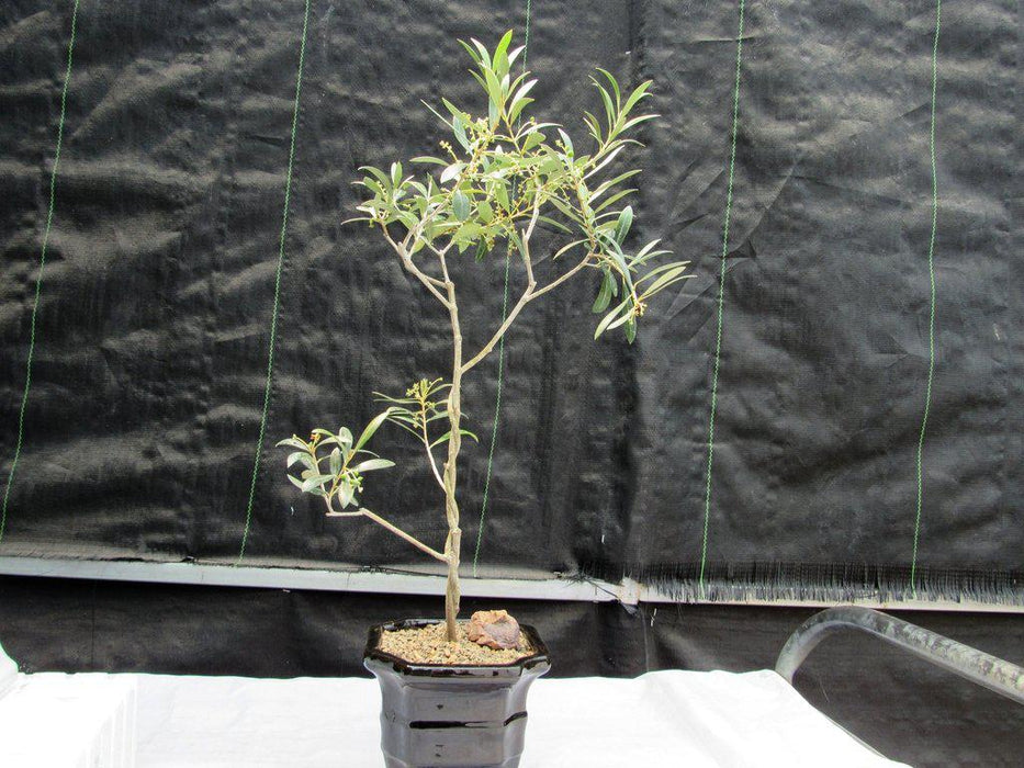 Twisted Trunk Arbequina Olive Bonsai Tree Profile