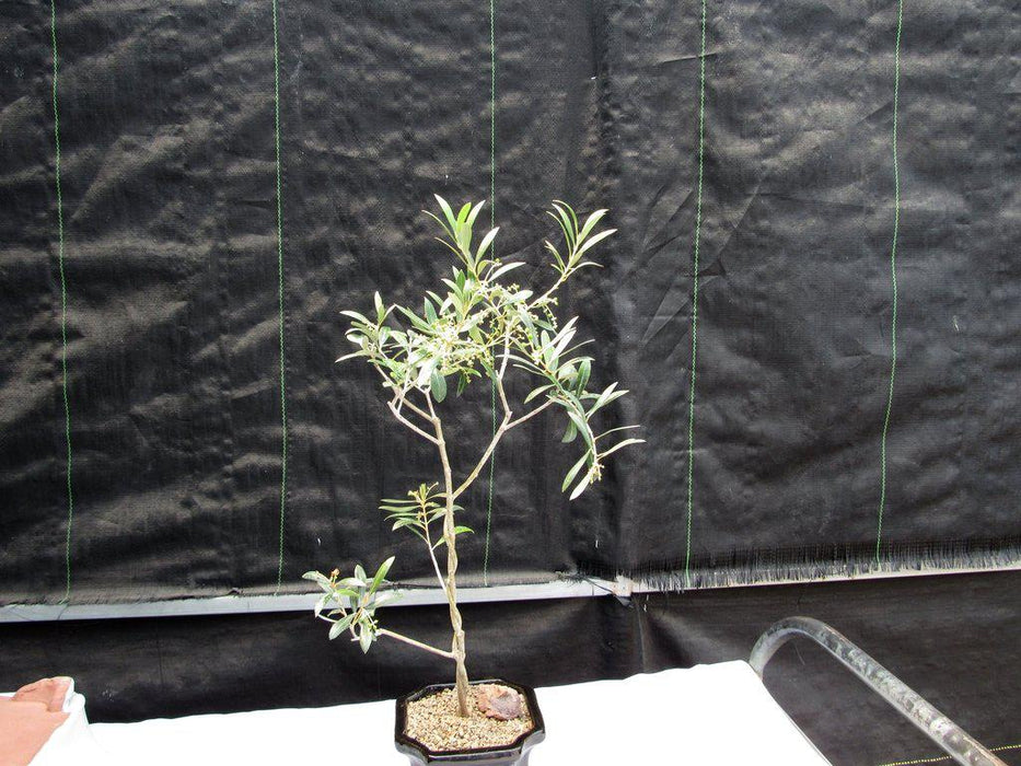 Twisted Trunk Arbequina Olive Bonsai Tree Canopy