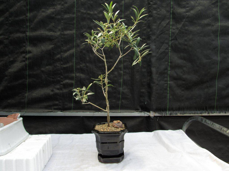 Twisted Trunk Arbequina Olive Bonsai Tree Straight on