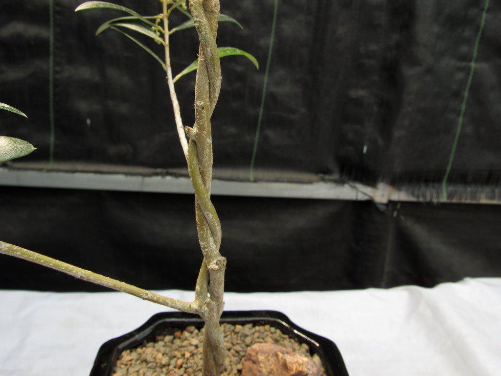 Twisted Trunk Arbequina Olive Bonsai Tree Bark Closeup