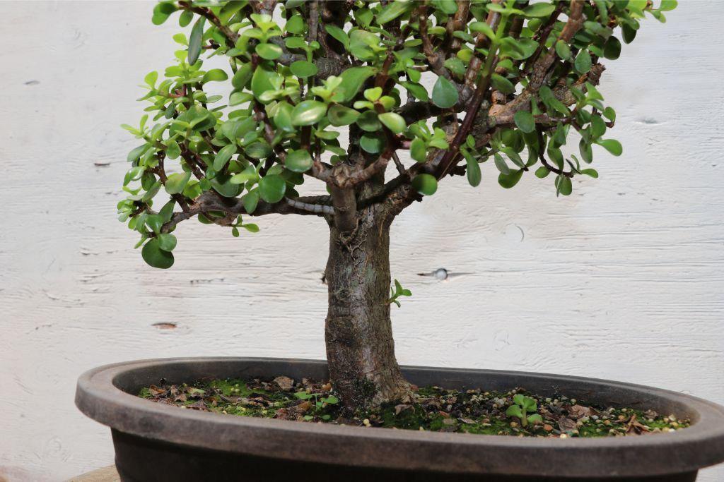 Large Baby Jade Bonsai Tree Alt 3