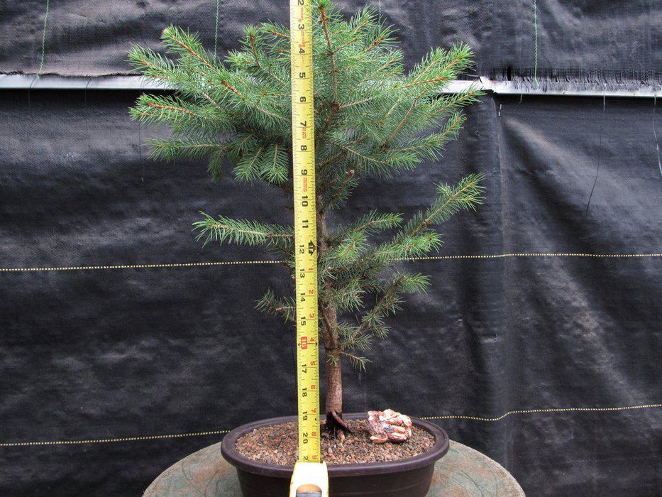 Blue Spruce Bonsai Tree Height