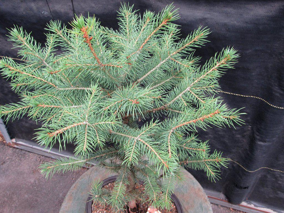 Blue Spruce Bonsai Tree Needles