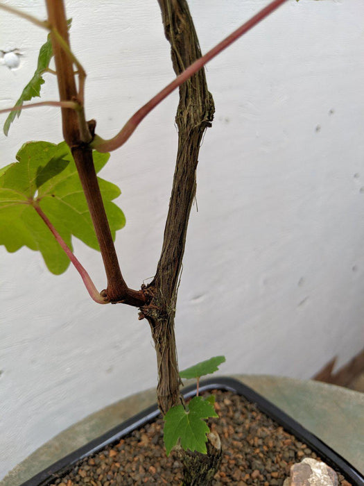 Cabernet Sauvignon Grape Bonsai Tree Detail