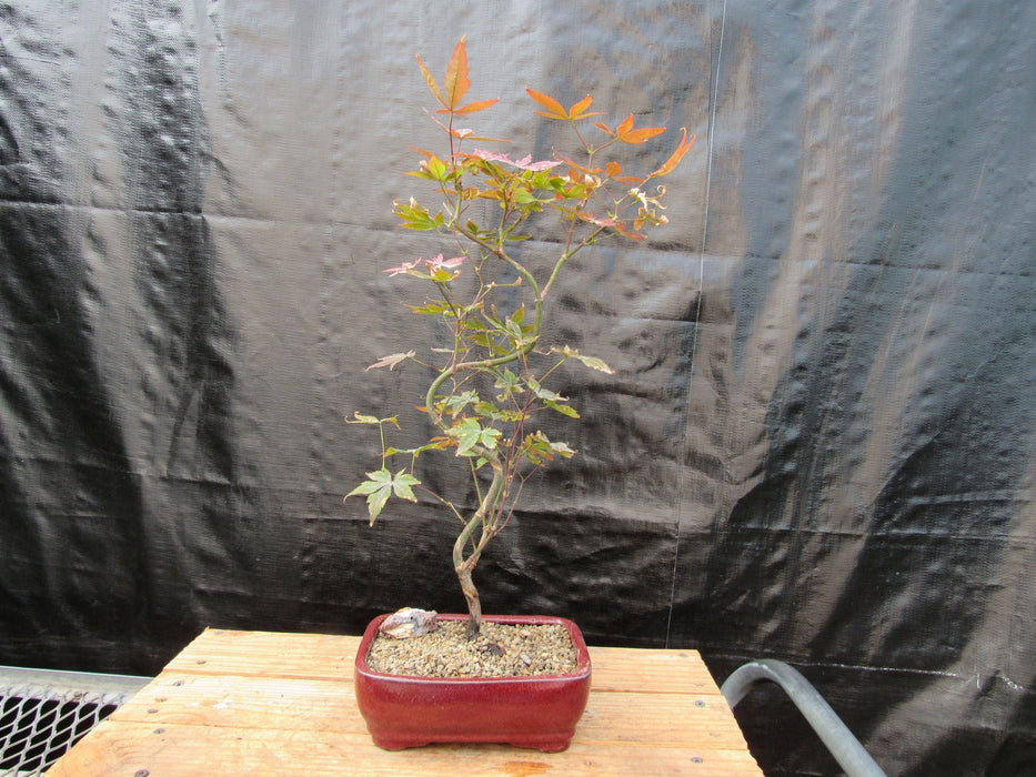 Curved Trunk Red Japanese Maple Bonsai Tree Back Profile