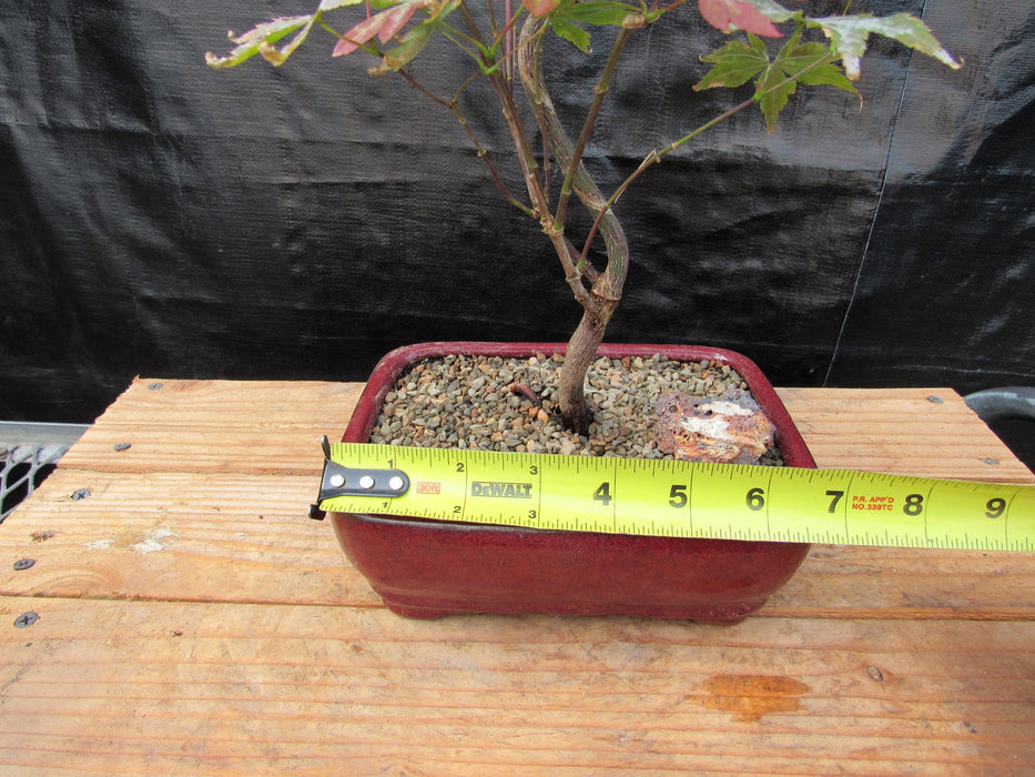 Curved Trunk Red Japanese Maple Bonsai Tree Size