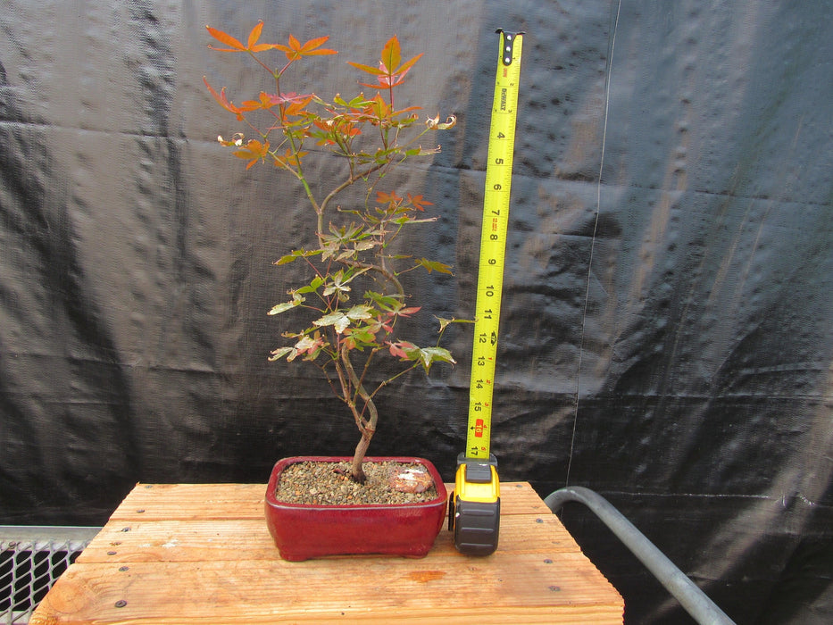 Curved Trunk Red Japanese Maple Bonsai Tree Height