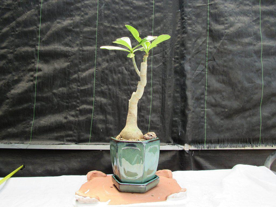 Large Desert Rose Bonsai Tree Profile