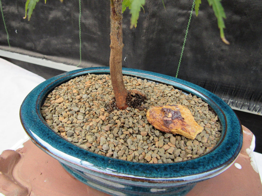 Dwarf Green Japanese Maple Bonsai Tree Bark