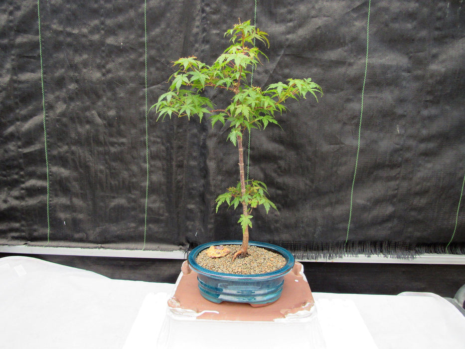 Dwarf Green Japanese Maple Bonsai Tree Back Alt