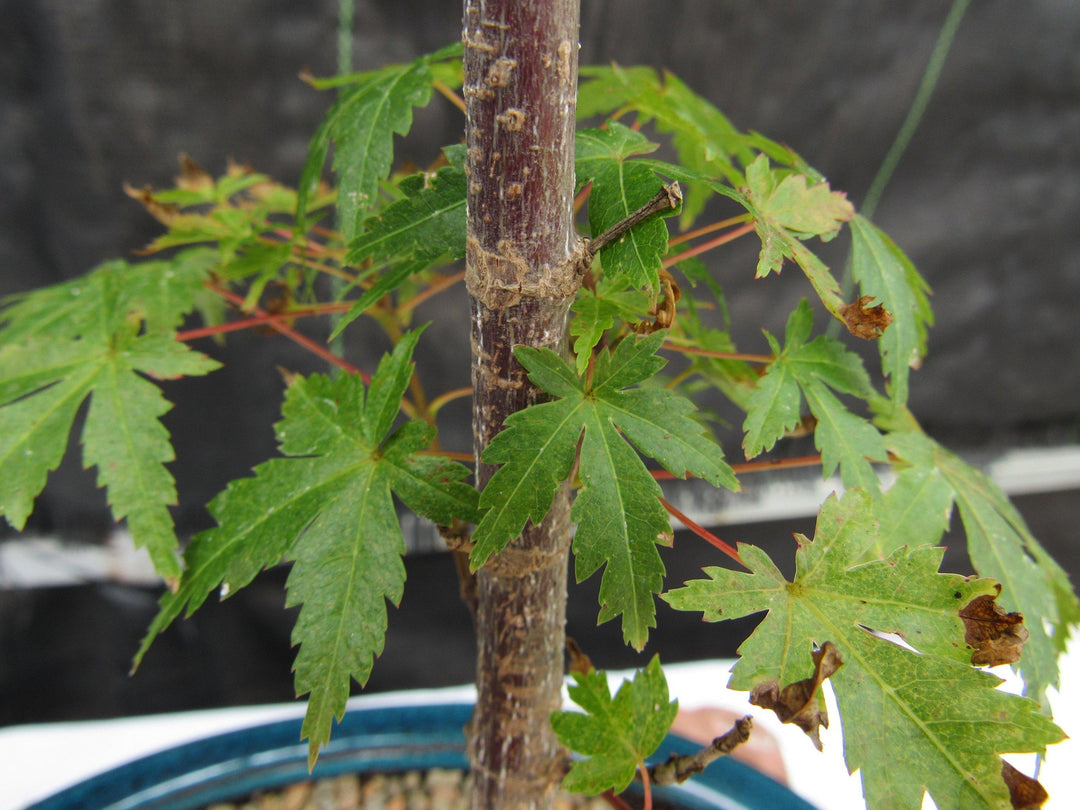 Dwarf Green Japanese Maple Bonsai Tree Leaves