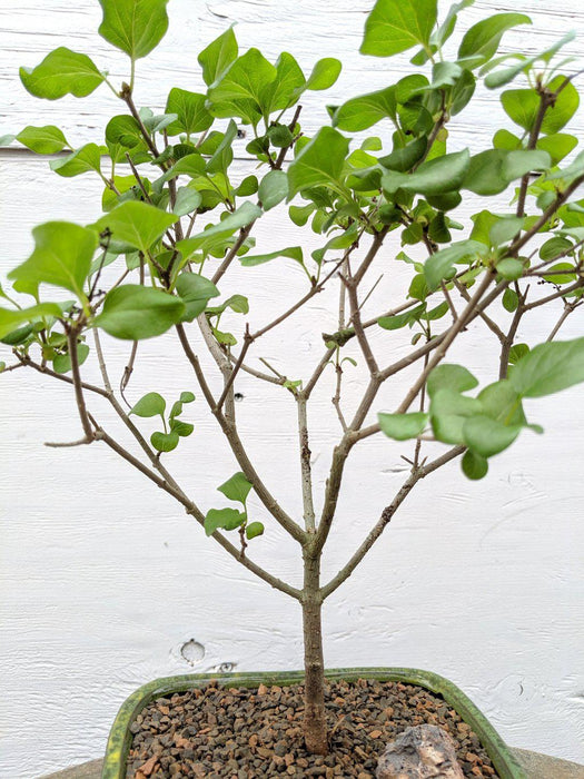 Dwarf Korean Lilac Bonsai Tree Profile