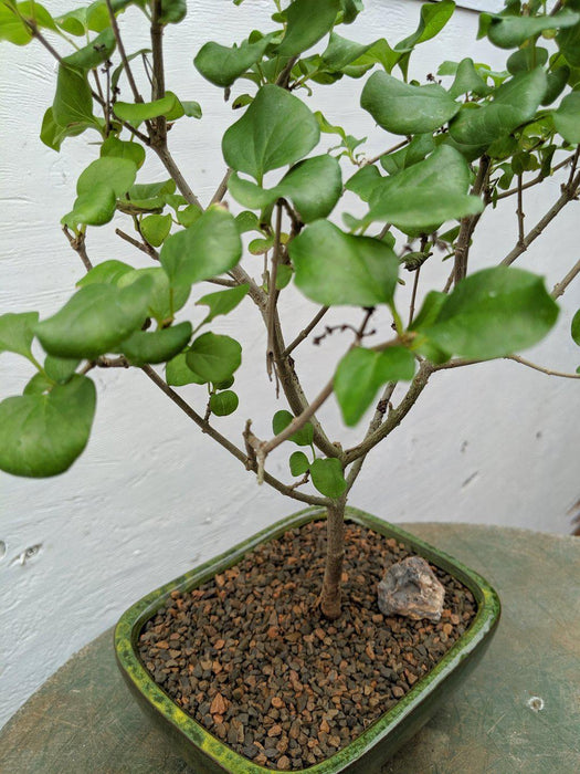 Dwarf Korean Lilac Bonsai Tree Leaves