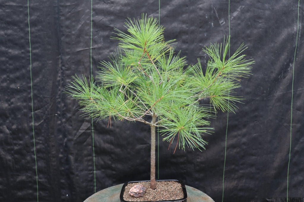 Eastern White Pine Bonsai Tree Profile