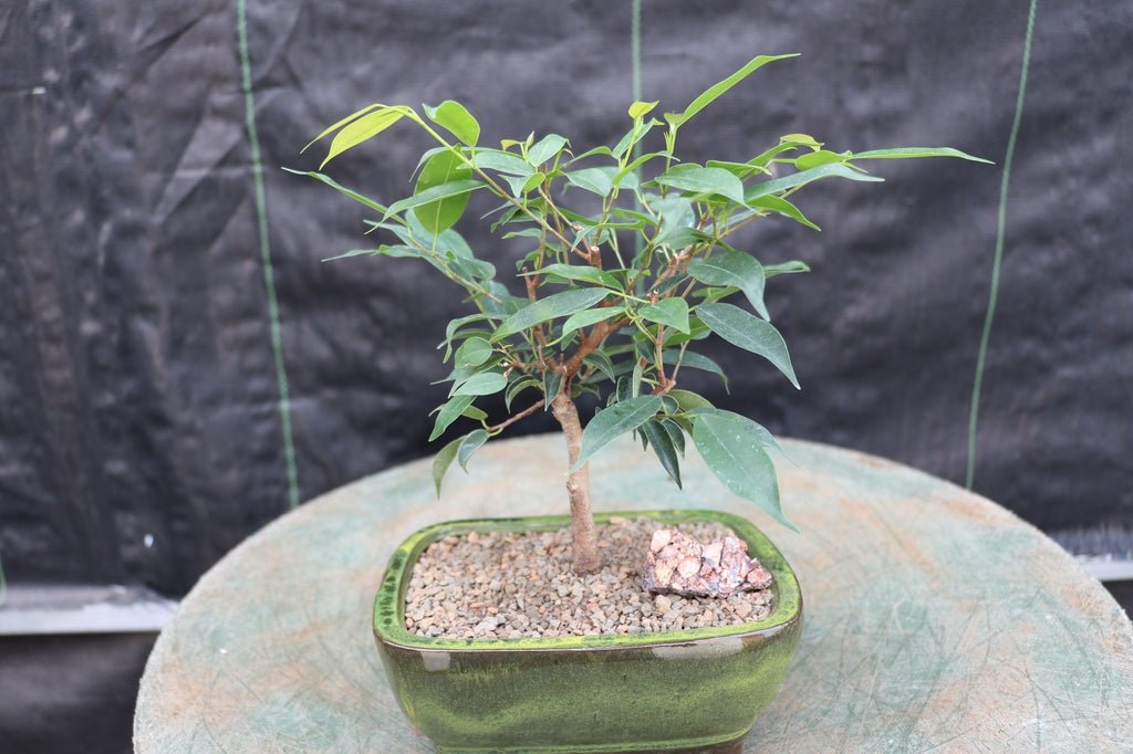 Small Ficus Midnight Bonsai Tree Profile