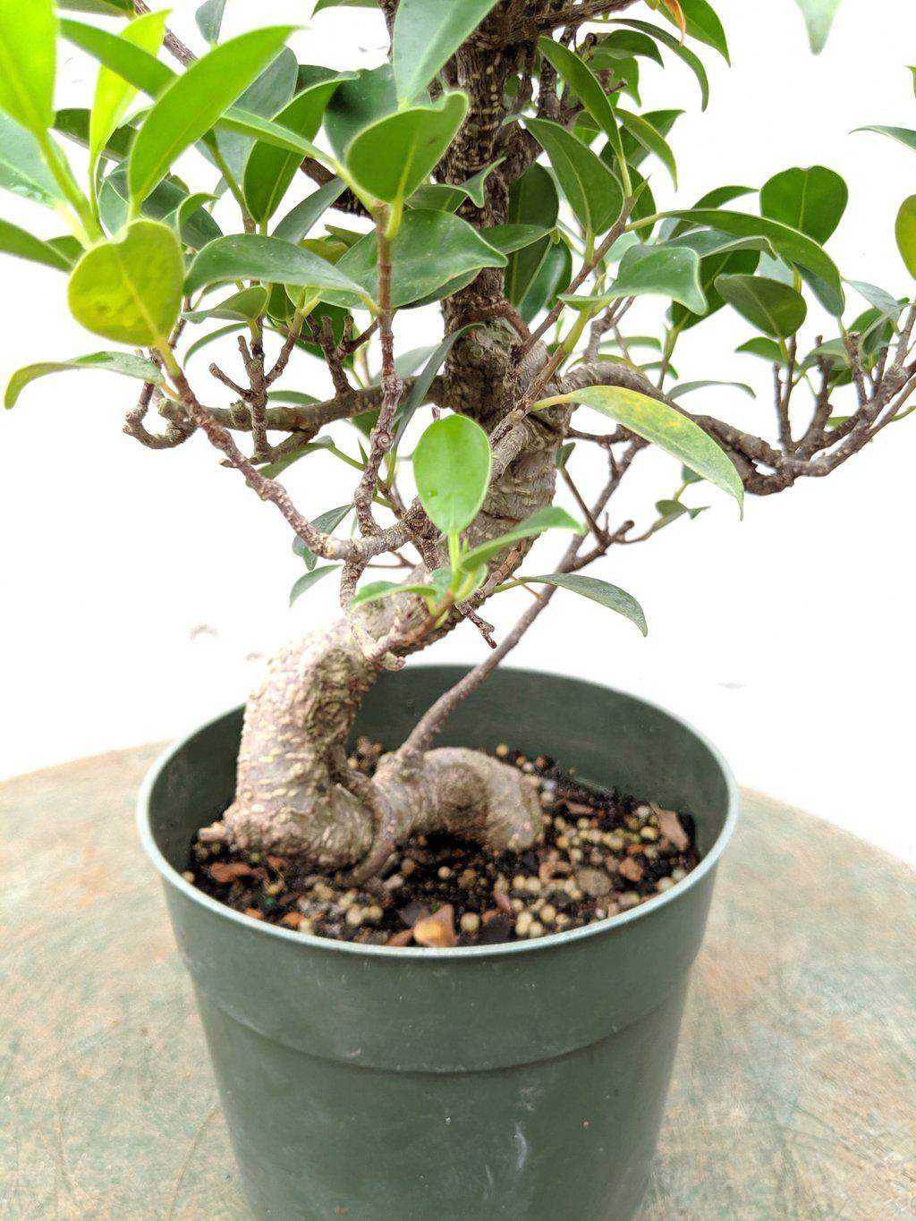 Ficus Retusa Pre Bonsai Tree Close Up