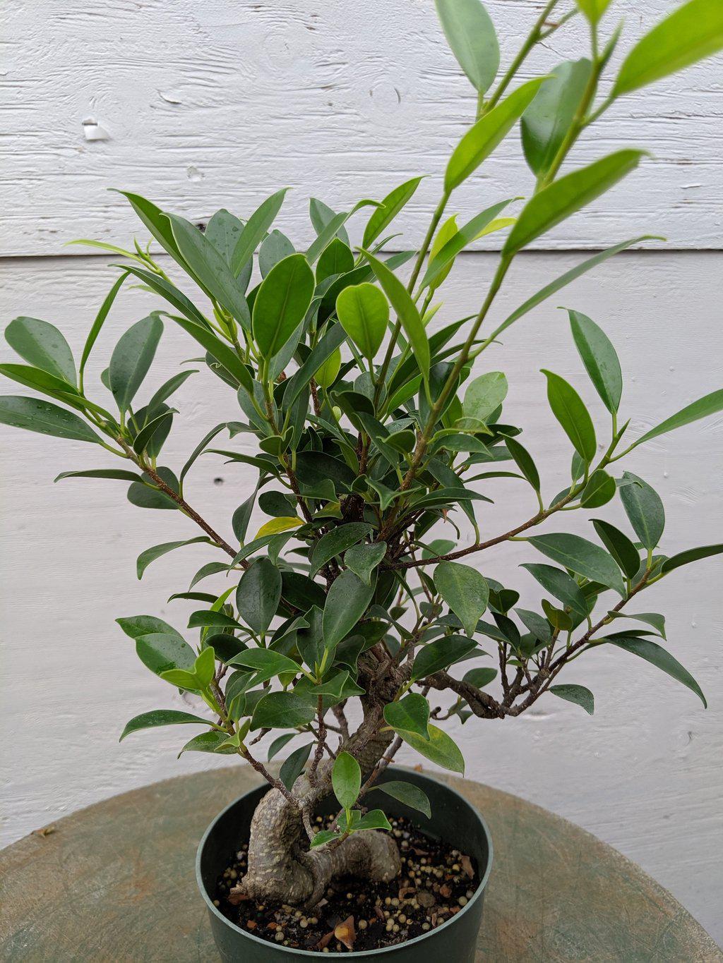 Ficus Retusa Pre Bonsai Tree Leaves