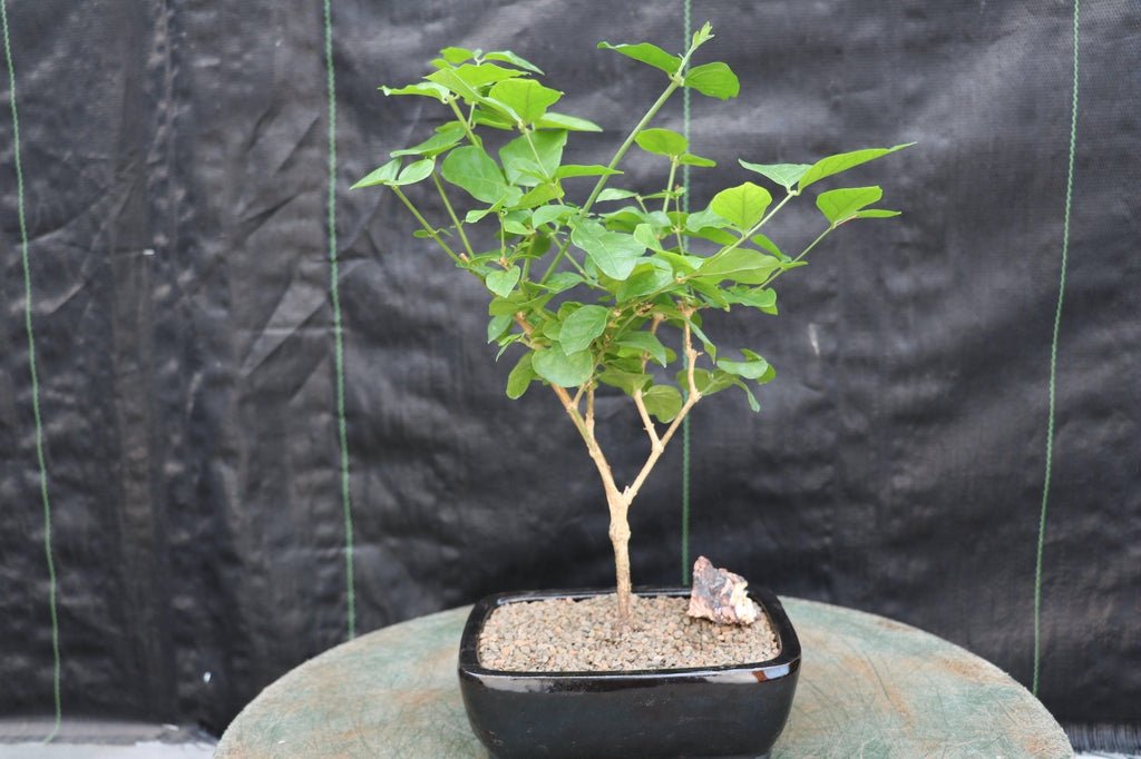 Arabian Jasmine Bonsai Tree Profile