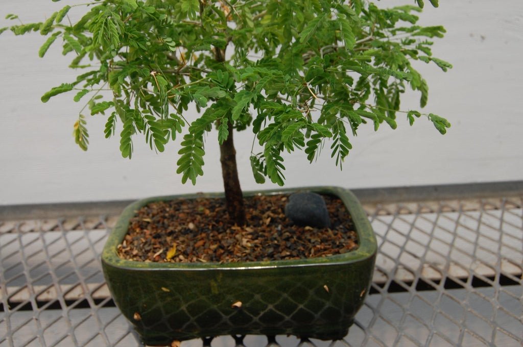 Flowering Brazilian Raintree Bonsai Tree Pot