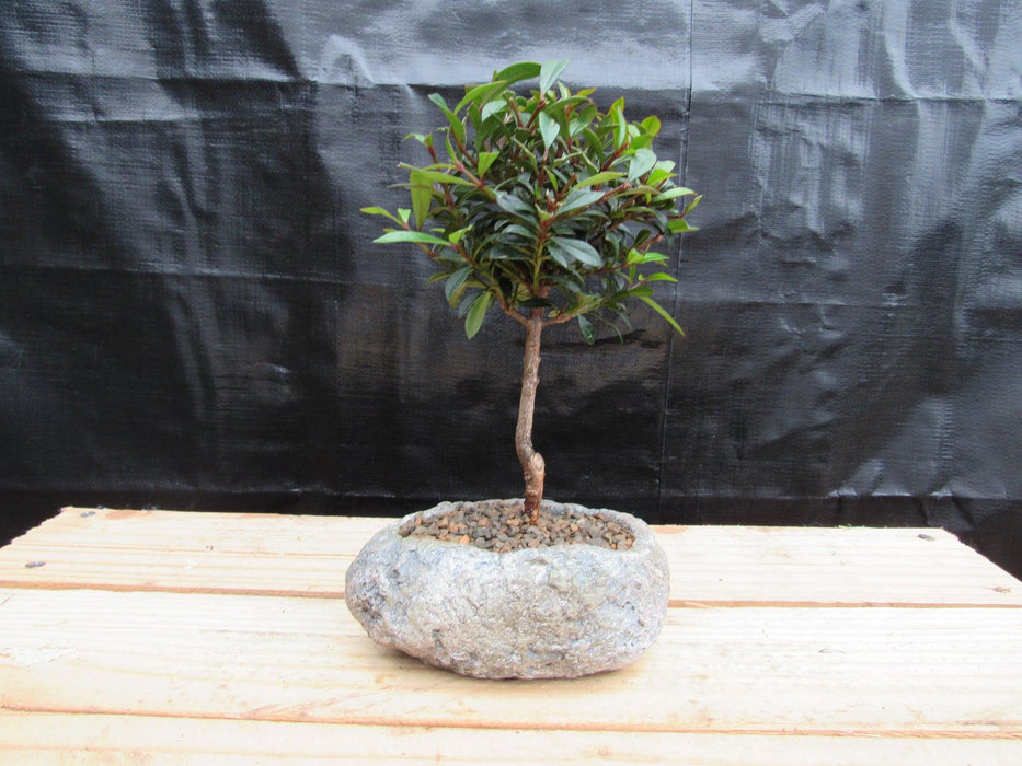 Flowering Brush Cherry Bonsai Tree Planted In A Faux Lava Rock Profile