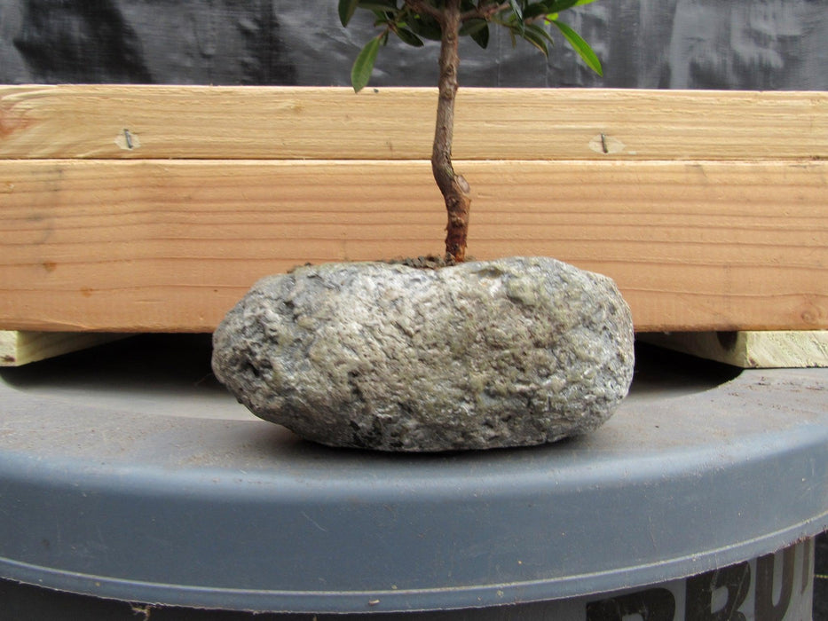 Flowering Brush Cherry Bonsai Tree Planted In A Faux Lava Rock Base