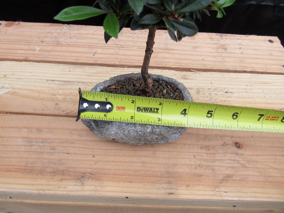 Flowering Brush Cherry Bonsai Tree Planted In A Faux Lava Rock Size