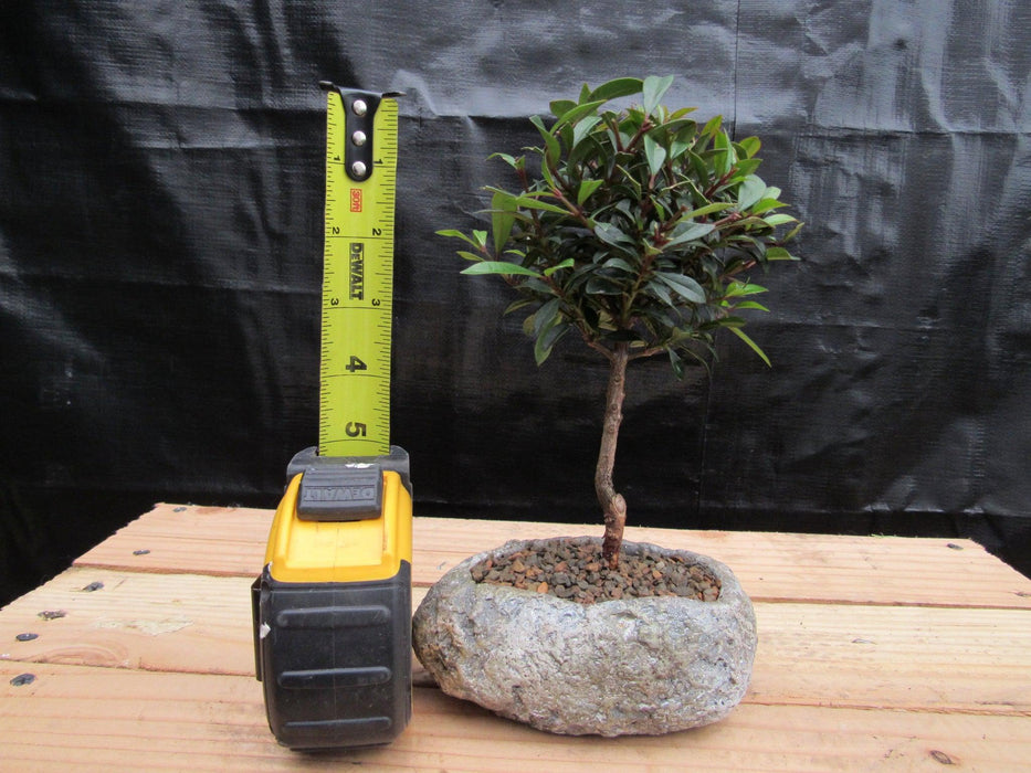 Flowering Brush Cherry Bonsai Tree Planted In A Faux Lava Rock Height