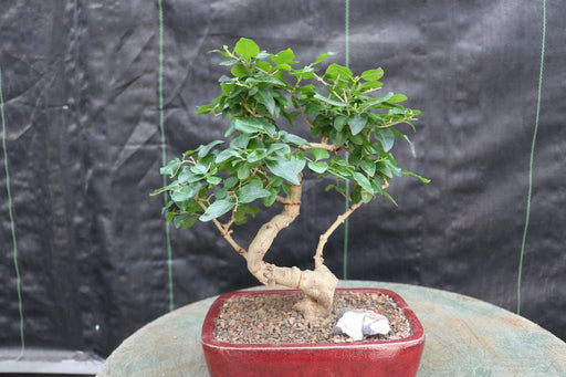 Flowering Ligustrum Bonsai Tree