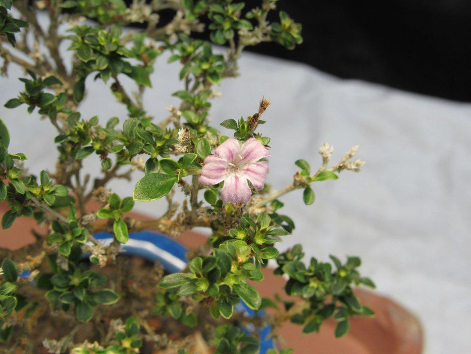 Flowering Pink Serissa Bonsai Tree Flower Closeup