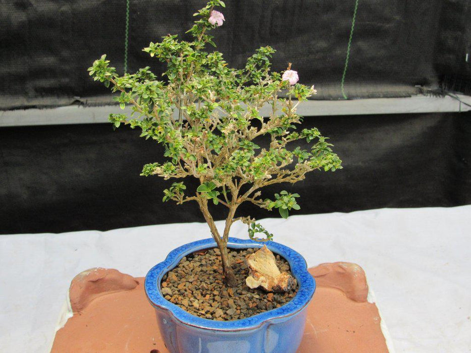 Flowering Pink Serissa Bonsai Tree Profile