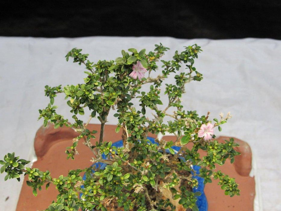 Flowering Pink Serissa Bonsai Tree Canopy