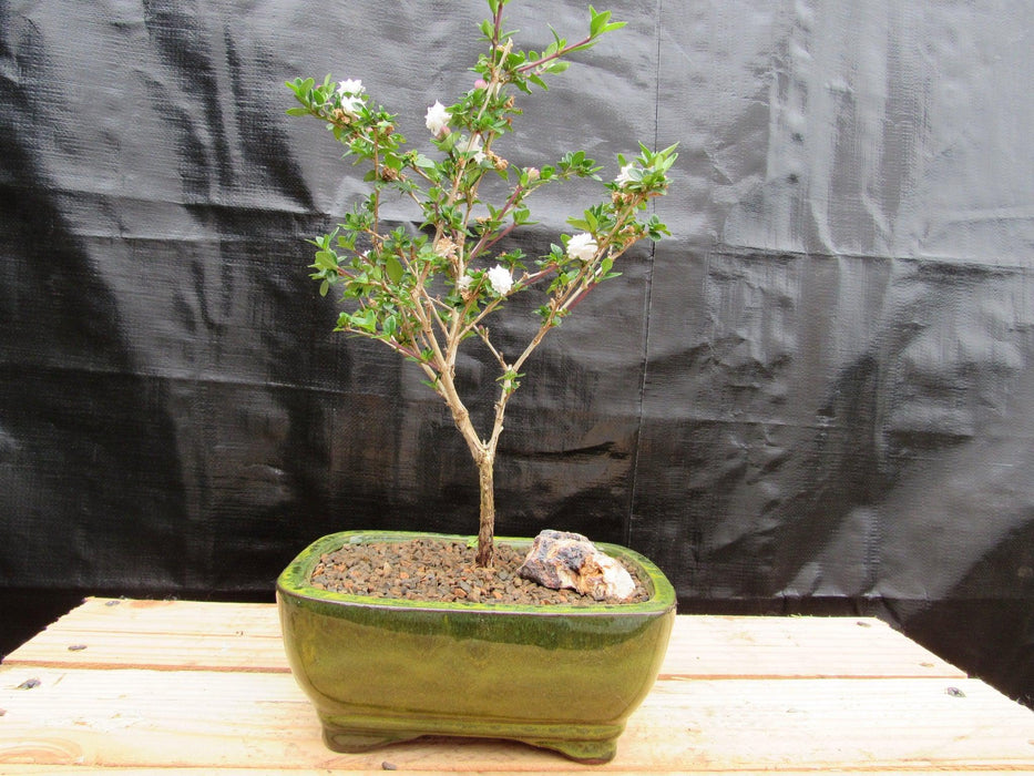 Medium Flowering Serissa Snow Rose Bonsai Tree Profile