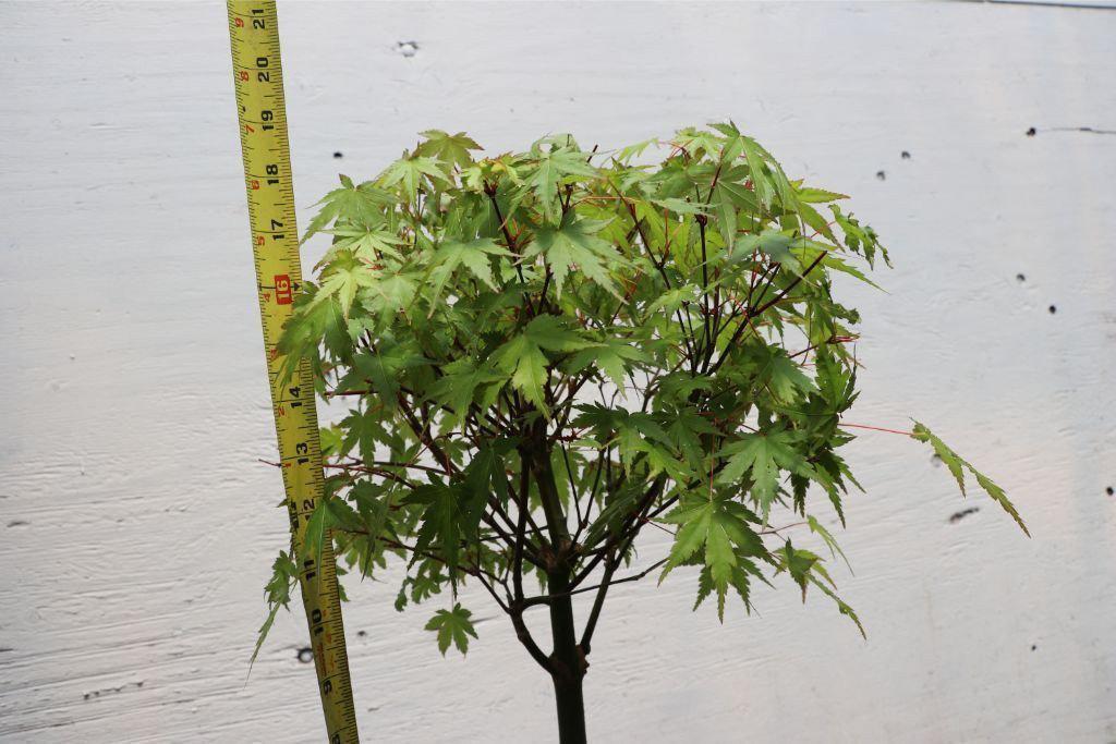 Small Green Japanese Maple Bonsai Tree Size 2