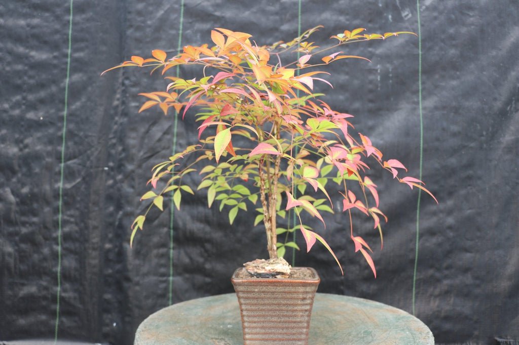 Heavenly Bamboo Bonsai Tree Profile