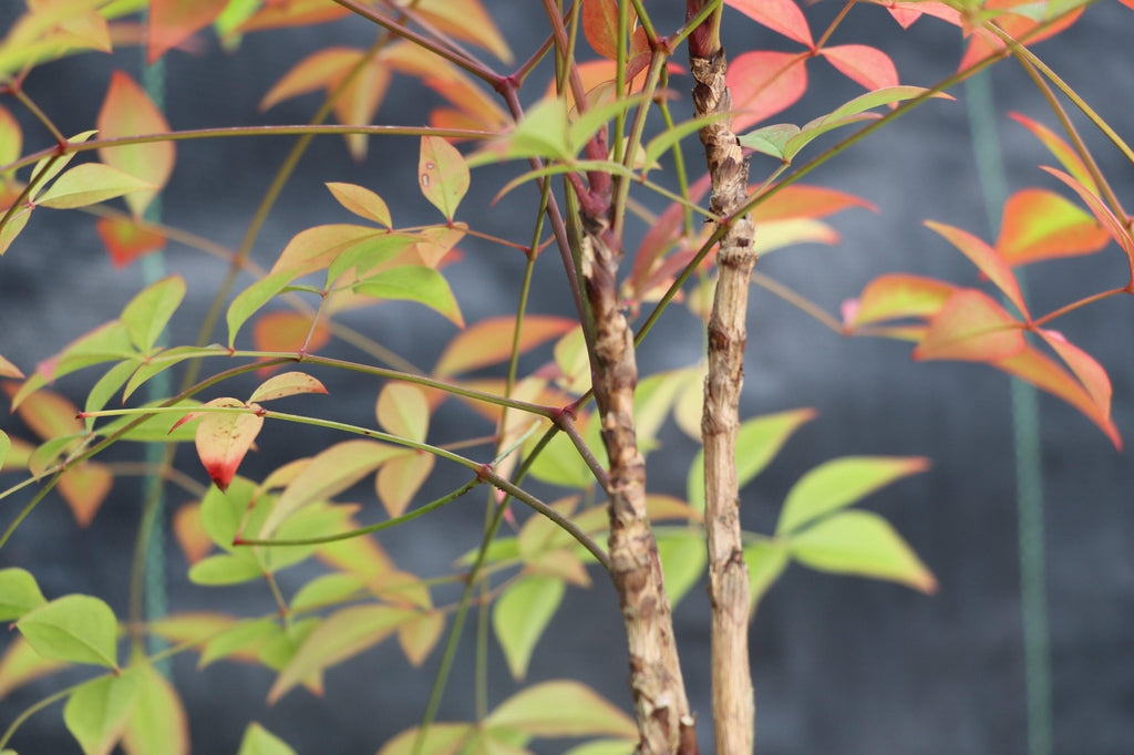 Heavenly Bamboo Bonsai Tree Leaves