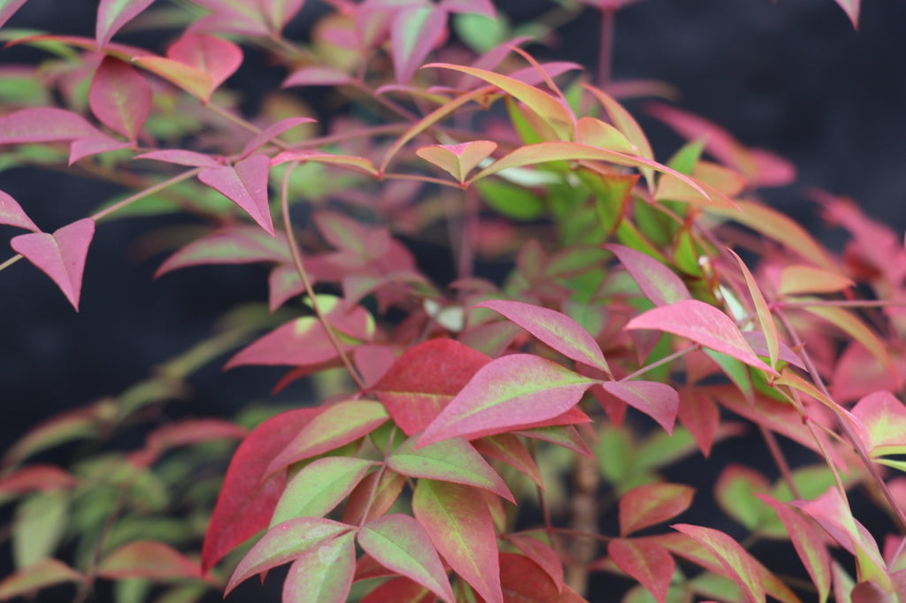 Heavenly Bamboo Bonsai Tree Foliage