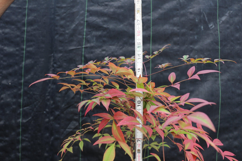 Heavenly Bamboo Bonsai Tree Size