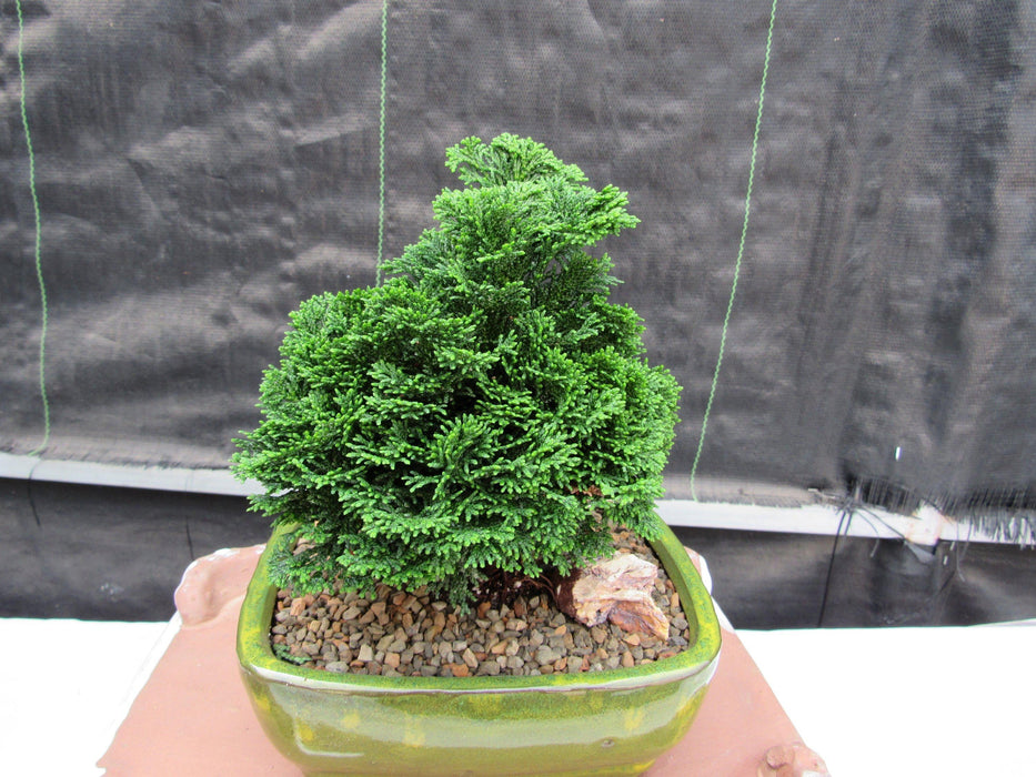 Hinoki Cypress Bonsai Tree Profile