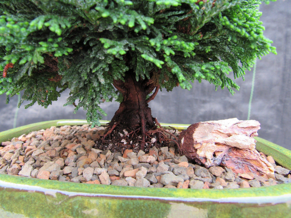Hinoki Cypress Bonsai Tree Trunk