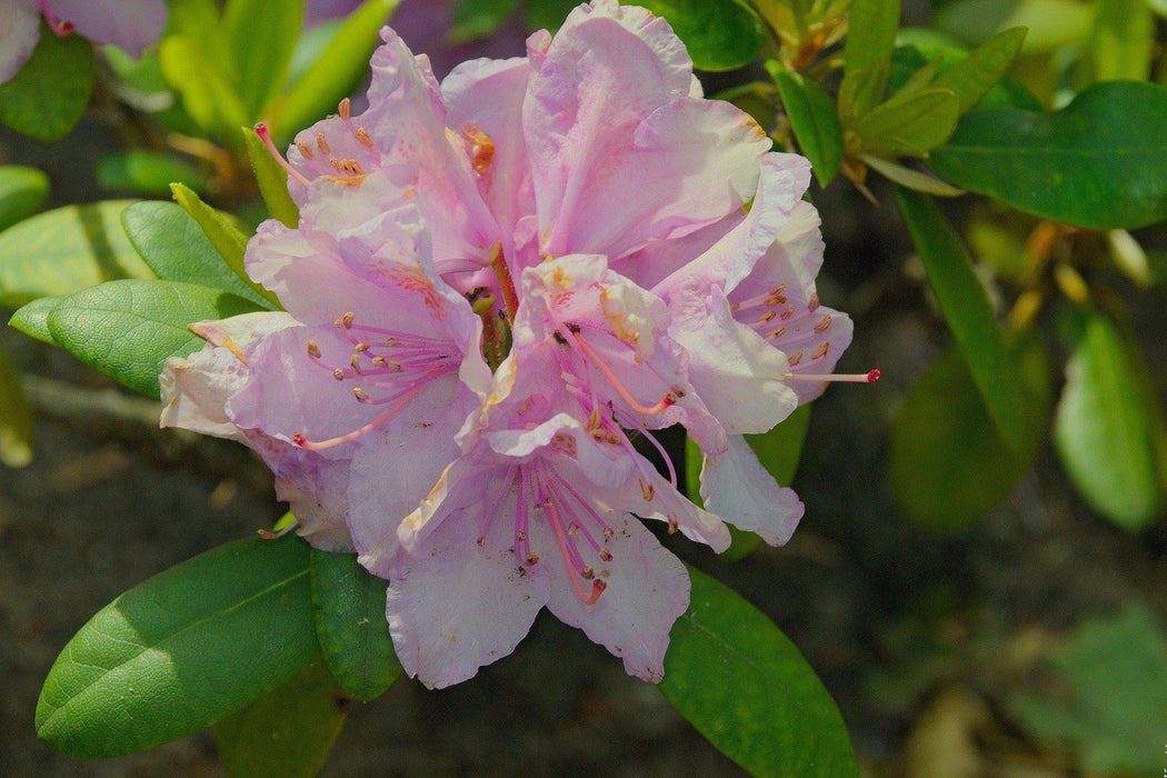 Japanese Azalea Flower