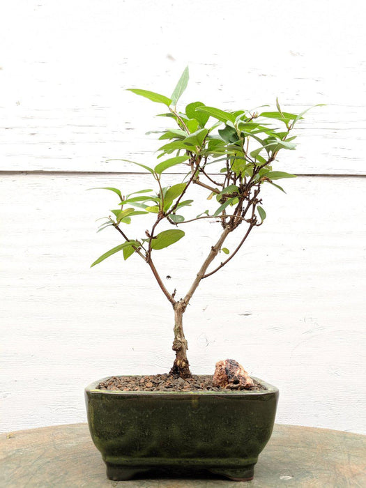 Japanese Honeysuckle Bonsai Tree Profile