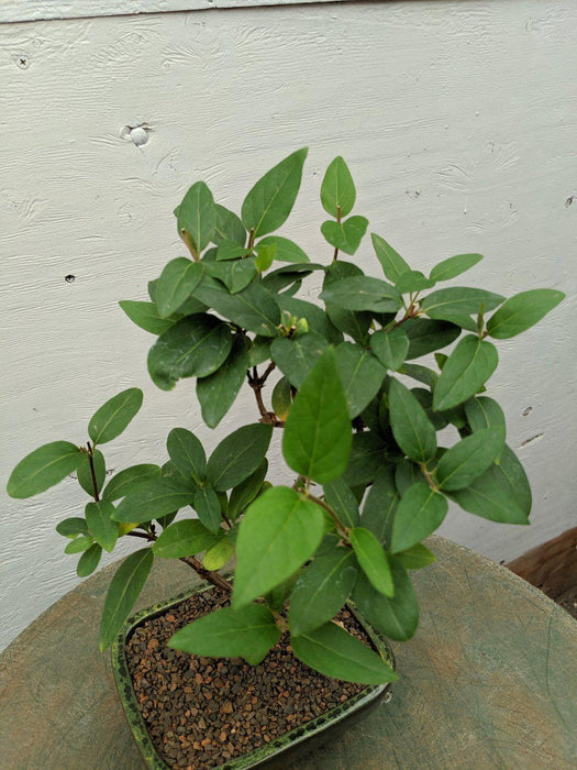 Japanese Honeysuckle Bonsai Tree Canoopy