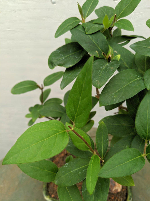 Japanese Honeysuckle Bonsai Tree Leaves