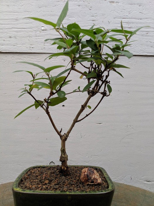 Japanese Honeysuckle Bonsai Tree