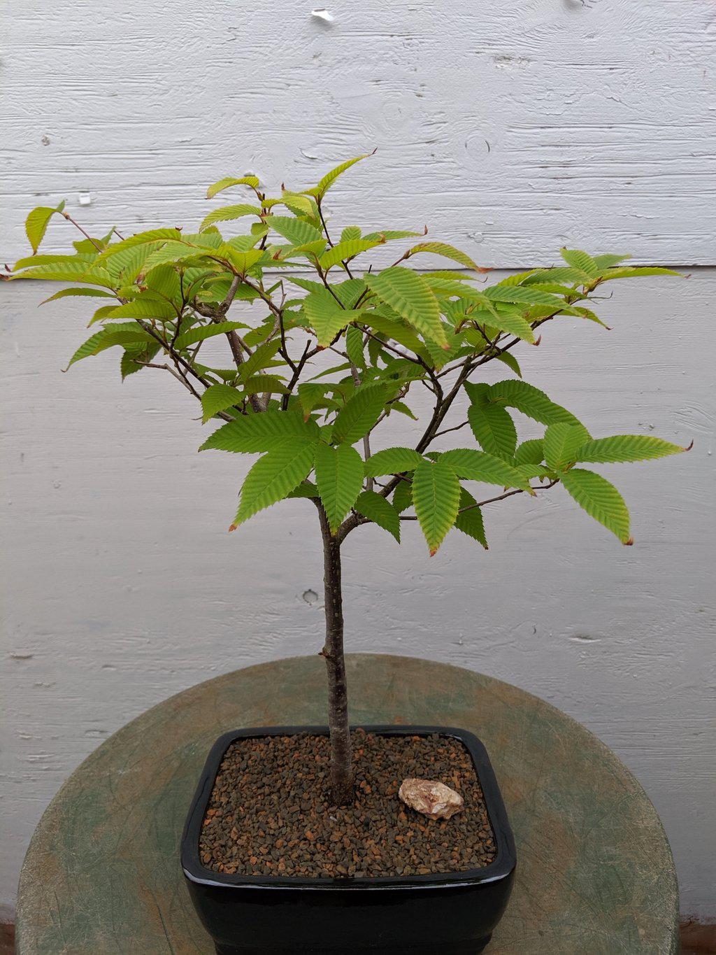Japanese Hornbeam Bonsai Tree Canopy