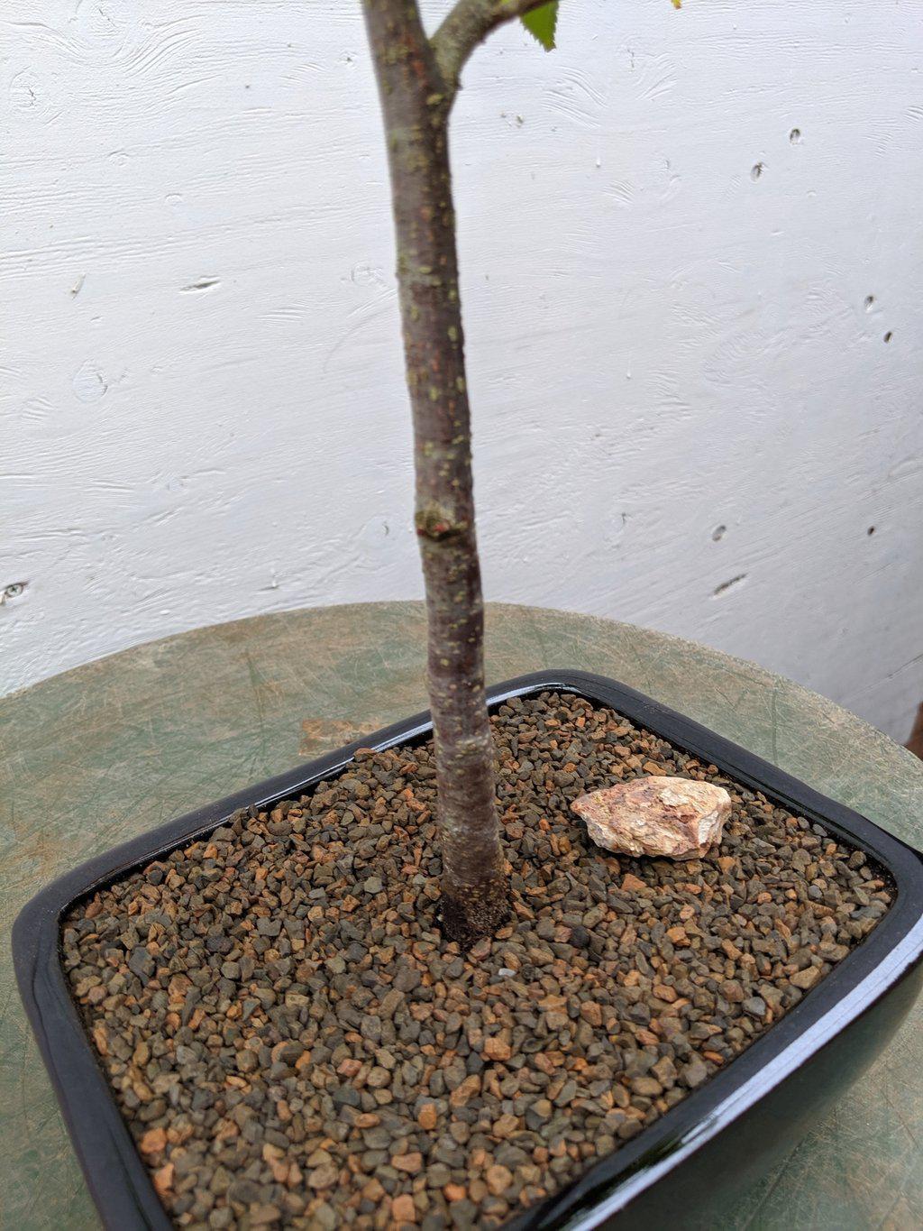 Japanese Hornbeam Bonsai Tree Trunk